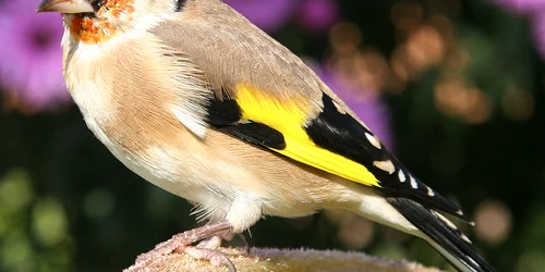 sticlete jpg
