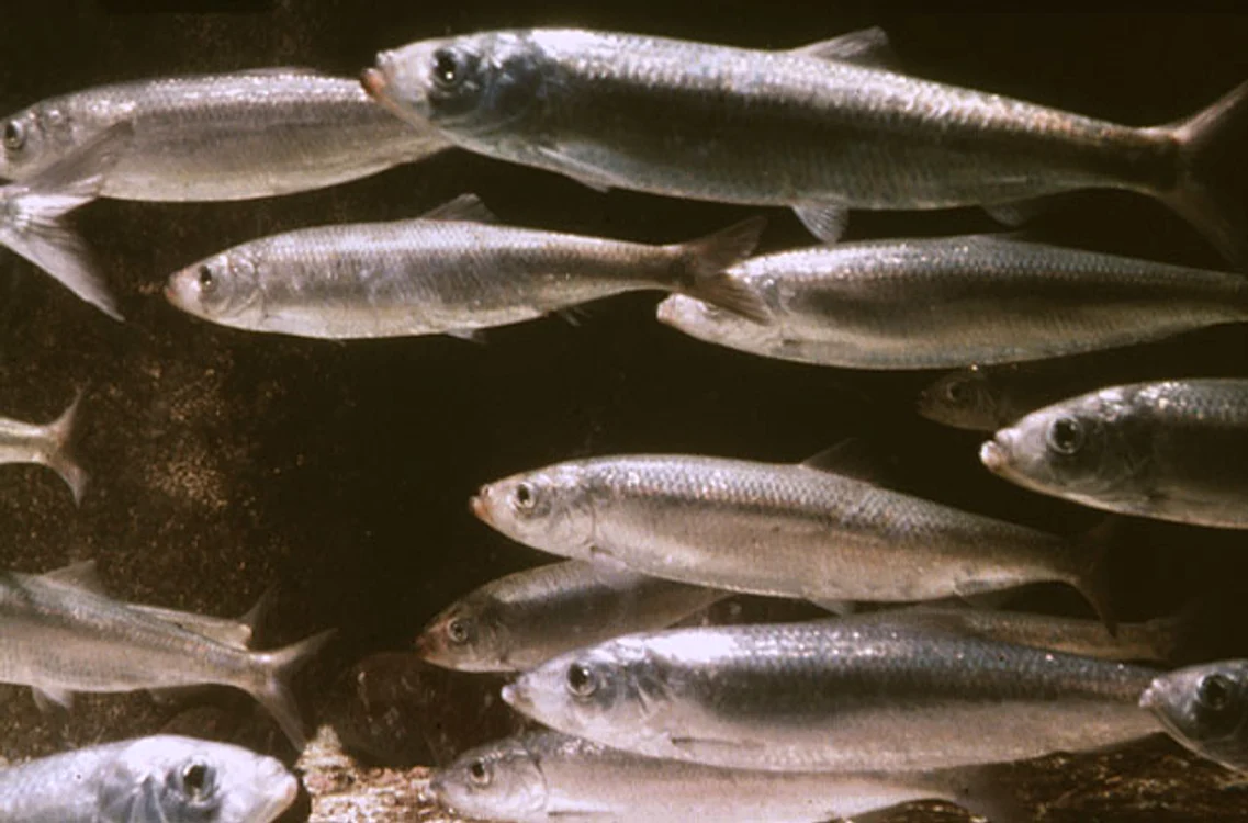ADN-ul din sperma de hering, aplicat pe fibre de bumbac, reduce cantitatea de căldură de la suprafaţa acestora cu 40%foto: dieter-bartsch.de