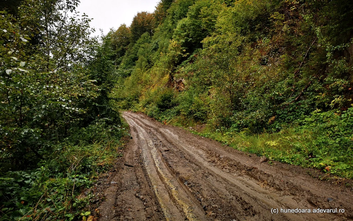 Drum forestier în Munții Orăștiei. Grădiștea de Munte. Foto: Daniel Guță