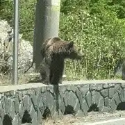 urși 1 (1) gif