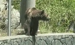 urși 1 (1) gif