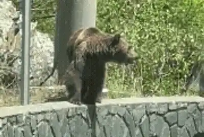 urși 1 (1) gif