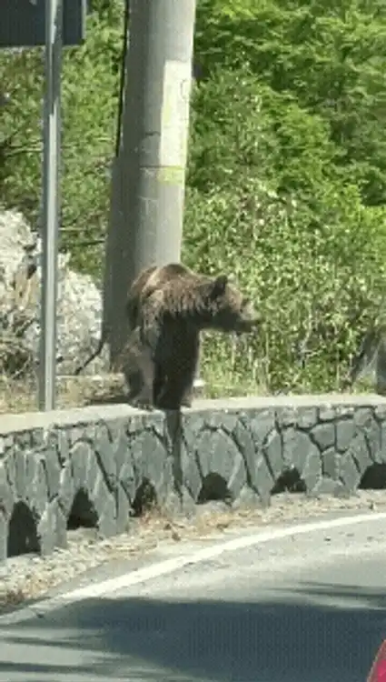 urși 1 (1) gif