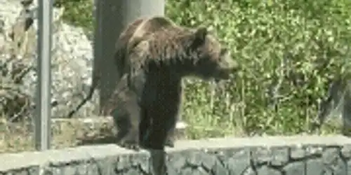 urși 1 (1) gif