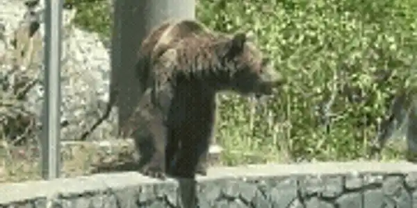 urși 1 (1) gif