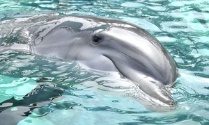 dolphin 0 jpeg