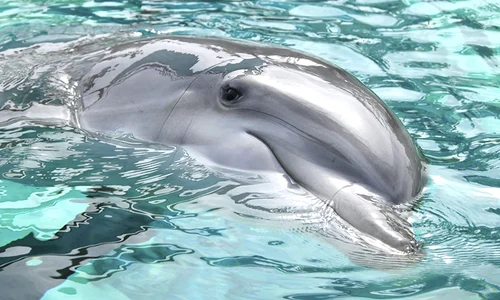 dolphin 0 jpeg