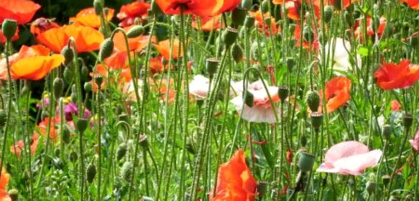 Plantele protejate pot aduce premii copiilor