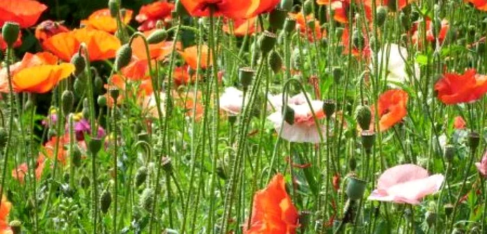 Plantele protejate pot aduce premii copiilor