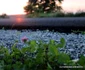 Tinutul padurenilor sosea cerbal socet foto daniel guta adevarul