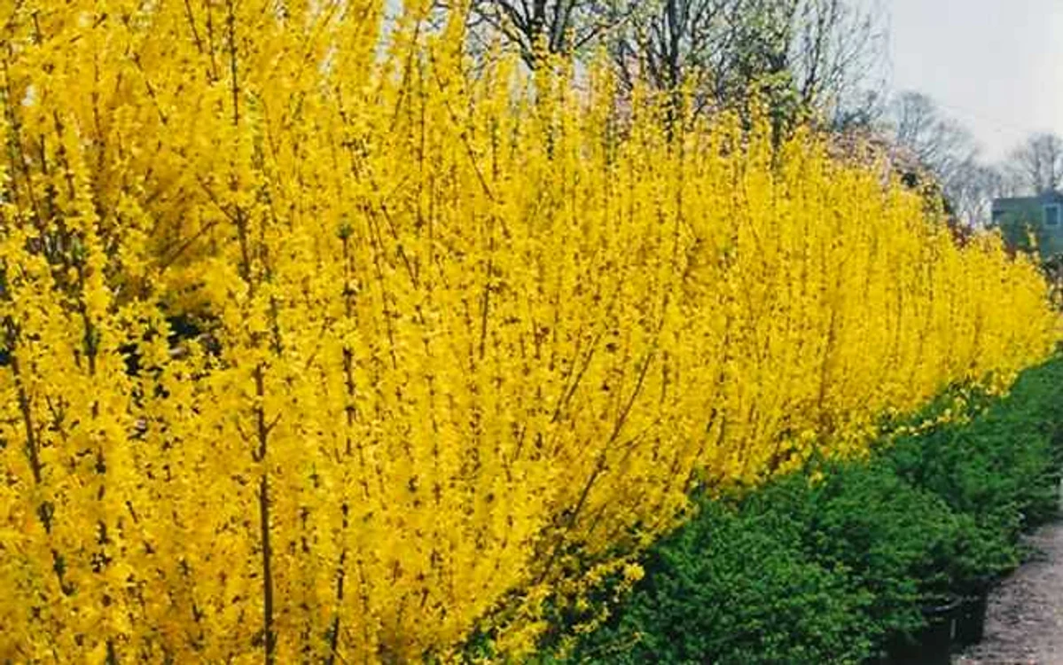 Forsythia. Plante de gradină cu flori galbene.  FOTO pom-fructifer.ro