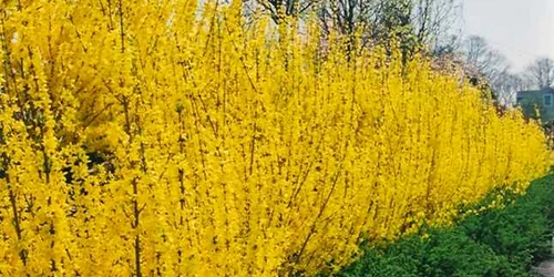 plante de gradina cu flori galbene