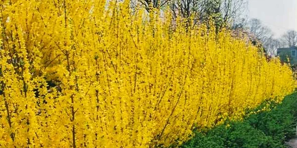 plante de gradina cu flori galbene