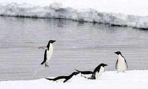 baza pinguini h 50168537 jpeg