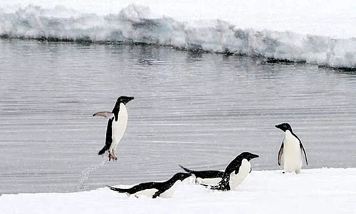 baza pinguini h 50168537 jpeg