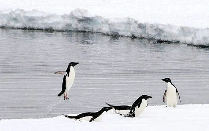
    Cercetătorii cred că pinguinii au o strânsă legătură cu planeta aflată la 50 de milioane  km de TerraFoto EPA/EFE   