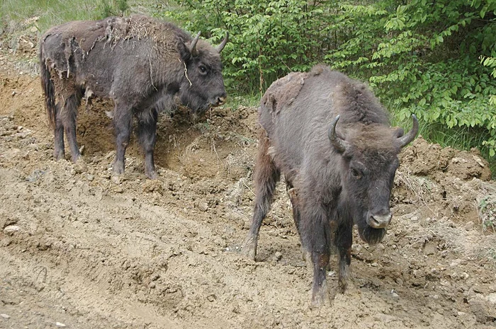 
    Cel mai probabil, cei doi zimbri au murit de boala limbii albastre  