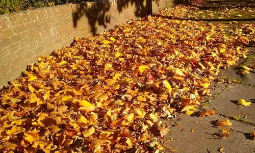test vulpe jpg