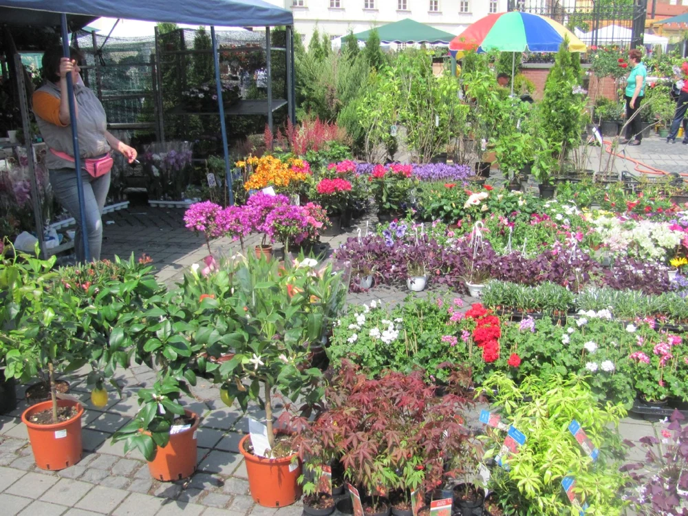 Ofertele sunt variate si pentru toate buzunarele - Fotografii Ramona Găină