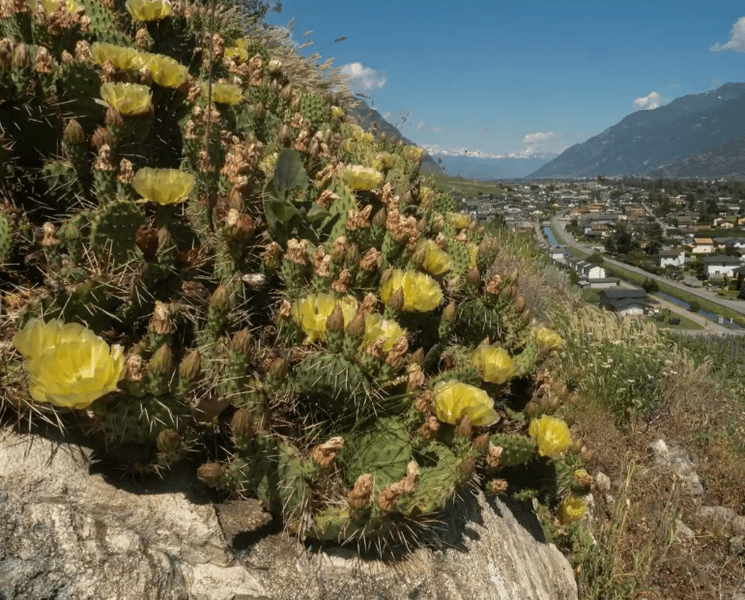 Încălzirea globală a înlocuit zăpada cu cactușii în Alpii elvețieni FOTO