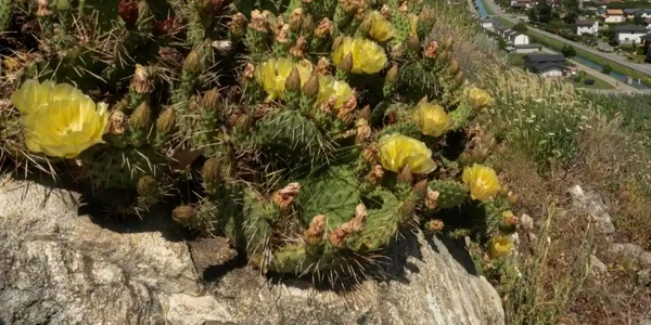 Cactusi munti Alpi Peter Oliver Baumgartner via The Guardian jpg