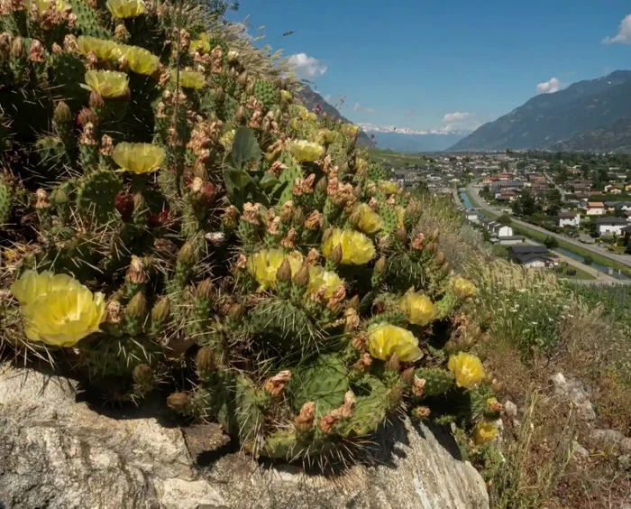 Cactușii amenință biodiversitatea din cantonul elvețian Valais FOTO Peter Baumgartner/The Guardian