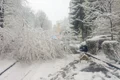 brasov zapada copaci foto primaria brasov jpg