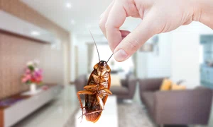 gandaci_shutterstock 2098957708 jpg