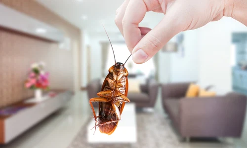 gandaci_shutterstock 2098957708 jpg