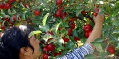 Târgu-Mureş: Mere ieftine, prima campanie de toamnă