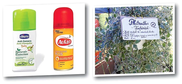 
    Primele tratamente la  ţânţari ar fi trebuit făcute  la începutul acestei luni  