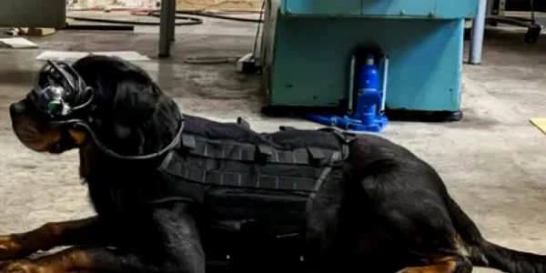 Câine purtând ochelari prevăzuţi cu un dispozitiv de realitate augmentată FOTO via Business Insider