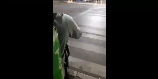 nepalez gif gif