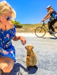 Quokka   animal jpg