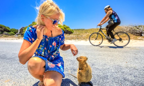 Quokka   animal jpg