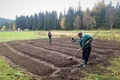 planare pepiniera brazi jpeg