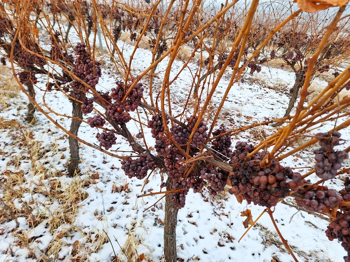 Struguri înghețați în podgoria de pe Valea Târnavelor FOTO Ziarul Unirea