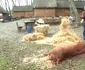 Sacrificarea pregătirea și pomana porcului la Târgul de țară la Ignat Foto Muzeul ASTRA Sibiu