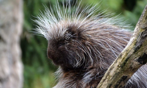 1 67930 original jpg jpeg