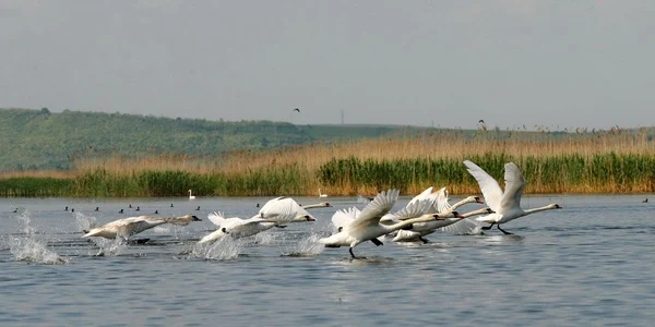 Colţul de Rai de la Larga Jijia Foto: Dan Luca