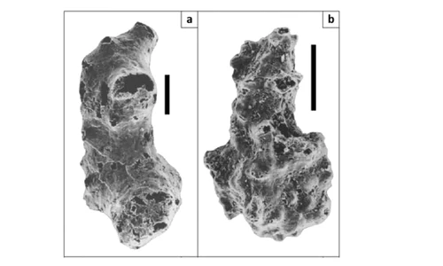 A fost descoperit cel mai vechi animal din lume – strămoşul nostru, al tuturor jpeg