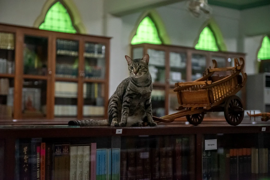 Biblioteca Mongkolsiri găzduiește peste 40 de pisici