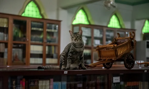 biblioteca pisici bangkok profimedia (2) jpg