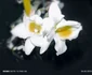 Imagine editată cu Xiaomi Redmi Note 14 Pro 5G - fundal șters Foto Daciana Stoica pentru Adevărul