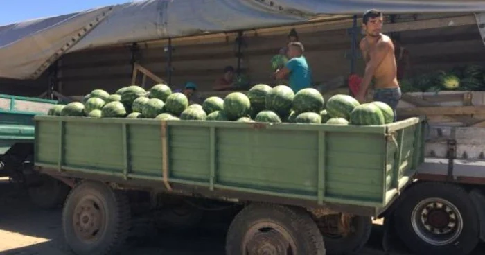 Pepenii de Dăbuleni pierd teren în faţa produselor aduse din Turcia şi Grecia Foto