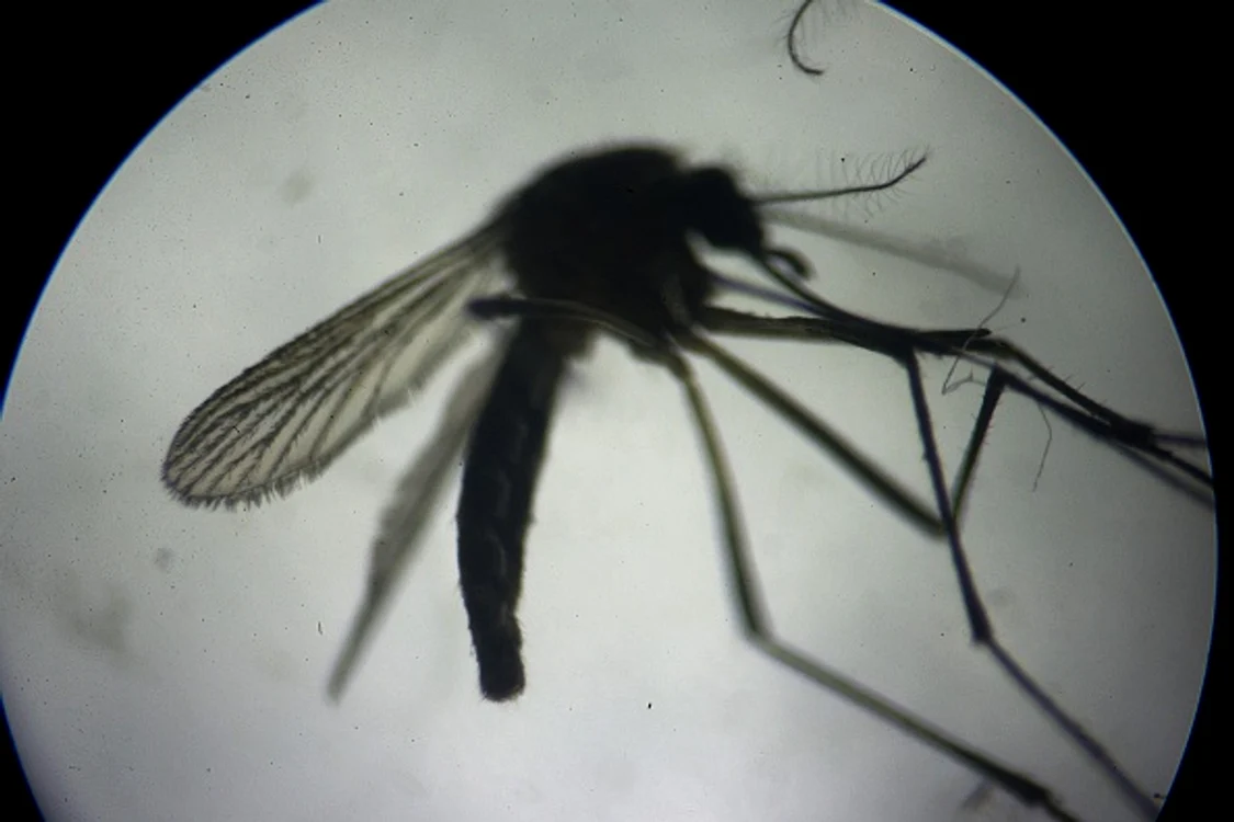 
    Persoana infectată a fost cel mai probabil înțepată de un țânțar purtător al virusului Zika.Foto GettyImages  