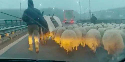Cioban cu turma de animale la Podul de la Cernavodă pe Autostrada Soarelui Sursa Facebook DRDP Constanţa