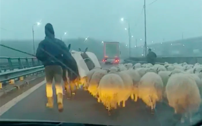 Ciobani cu turma de animale pe Podul de la Cernavodă pe Autostrada Soarelui Sursa Ovidiu Bufnilă