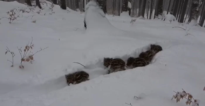 Godaci prin zăpadă. FOTO Captură video Adi Luca - Direcția Silvică Suceava