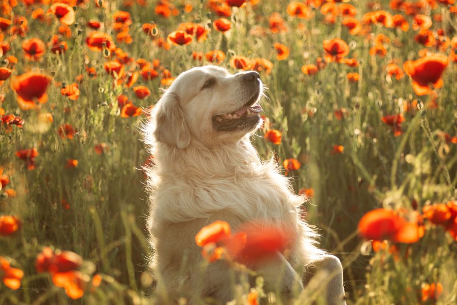 Oamenii de știință au descoperit un secret al vieții îndelungate la câinii golden retriever